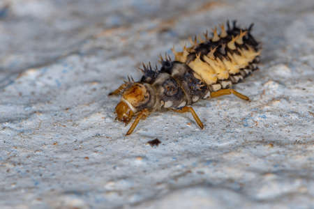 Asian Lady Beetle Larva of the species Harmonia axyridis