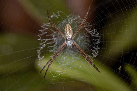 Small Female Silver Garden Orbweaver of the species Argiope argentataの写真素材