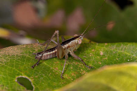 Lesser Meadow Katydid Nymph of the Genus Conocephalus
