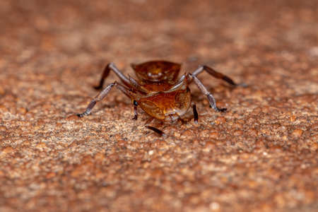 Adult Yellow Turtle Ant of the Genus Cephalotesの写真素材