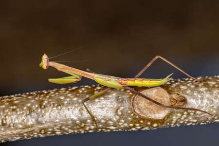 Small Mantid nymph of the Genus Oxyopsis