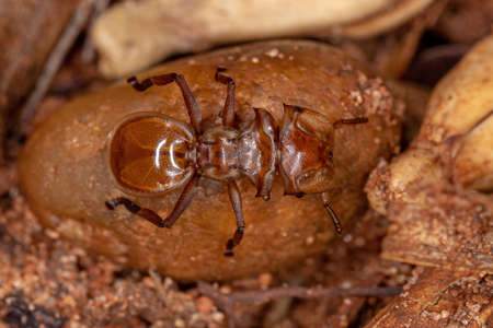Adult Yellow Turtle Ant of the Genus Cephalotesの写真素材