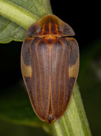 Adult Firefly Beetle of the species Aspisoma lineatumの写真素材