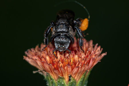 Adult Stingless Bee of the Genus Trigona on a Emilia flower