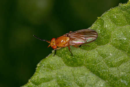 Adult Acalyptrate Fly of the Zoosubsection Acalyptrate