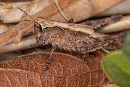 Short-horned Grasshopper Nymph of the Family Acrididaeの写真素材