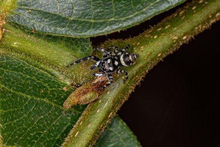Small Jumping Spider of the Genus Pacomius