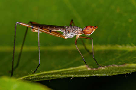 Adult Stilt-legged Fly of the Genus Micropeza
