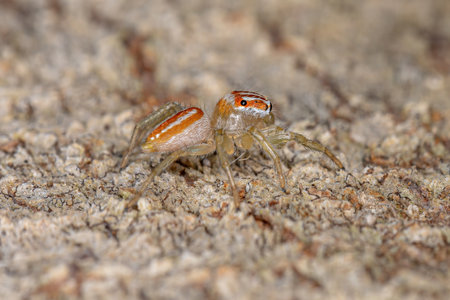 Small Male Jumping Spider of the Genus Chira