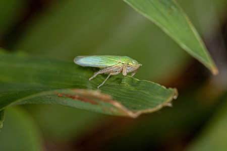 Adult Typical Leafhopper of the Family Cicadellidaeの写真素材