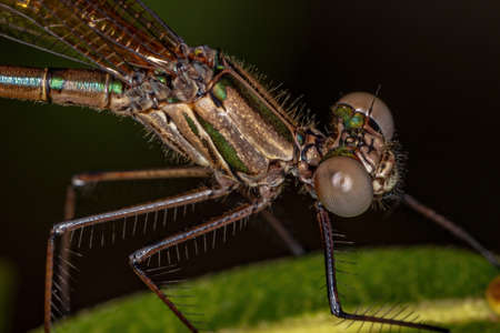 Adul Rubyspot Damselfly Insect of the Genus Hetaerinaの写真素材