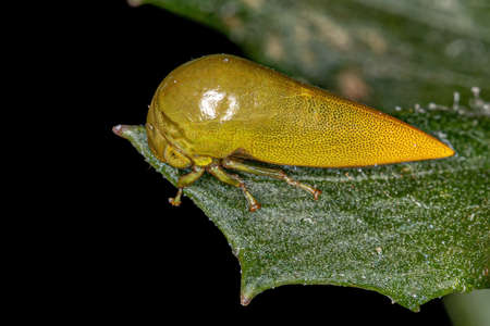 Adult Typical Treehopper of the Tribe Darnini