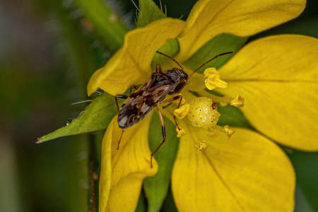 Adult Dirt-colored Seed Bug Tribe Myodochini on a flowerの写真素材
