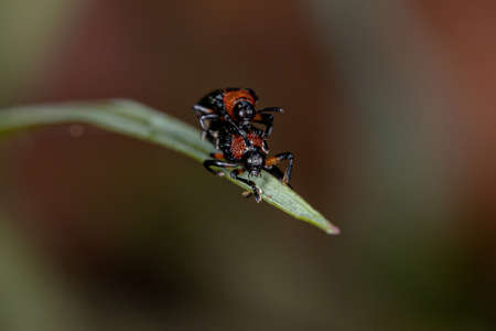 Adult Hispine Beetles of the Tribe Chalepini copulating