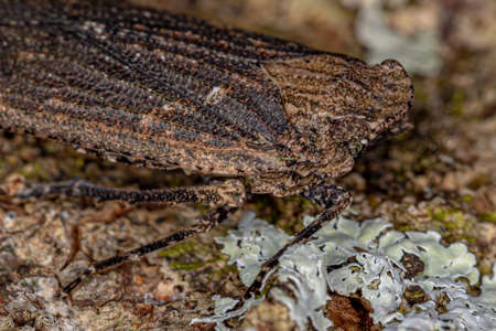 Adult Planthopper Insect of the Family Fulgoridae