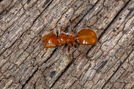 Adult Yellow Turtle Ant of the Genus Cephalotesの写真素材