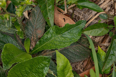 Elephant Foot Plant of the species Elephantopus mollis