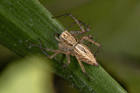 Striped Lynx Spider of the Genus Oxyopesの写真素材