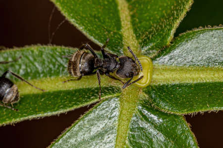 Adult Odorous Ant of the species Dolichoderus bispinosus eating on the extrafloral nectary of a plantの写真素材