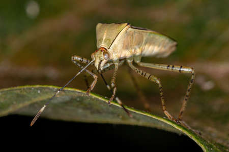 Adult Leaf-footed Bug of the Genus Hypselonotus