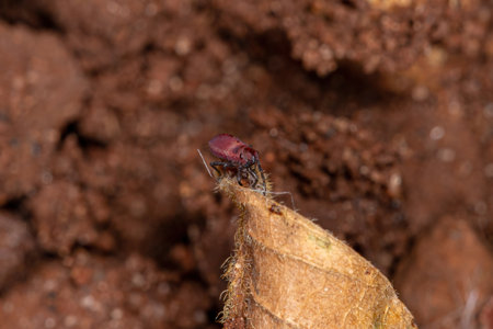 Pentatomomorph Bug Nymph of the Infraorder Pentatomomorphaの写真素材