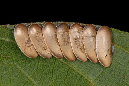 Leaf Katydid Eggs of the Subfamily Phaneropterinae