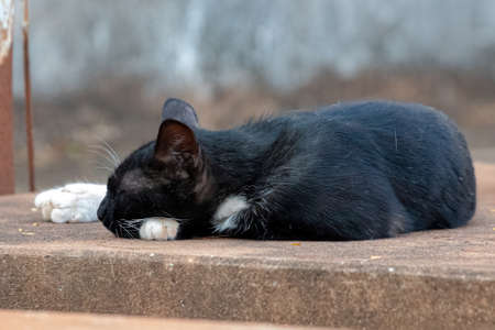 Feral domestic cat abandoned in cemetery with selective focusの写真素材