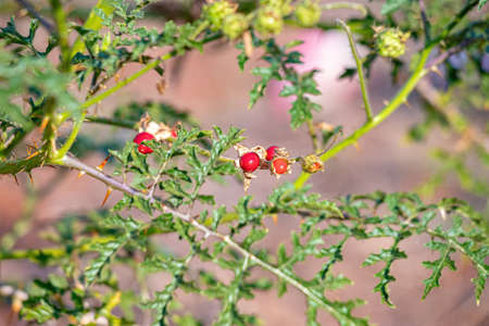 Red Buffalo-Bur Plant of the Species Solanum sisymbriifolium