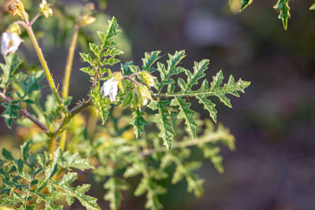 Red Buffalo-Bur Plant of the Species Solanum sisymbriifoliumの写真素材