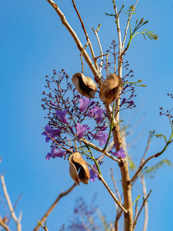Blue Jacaranda Tree of the species Jacaranda mimosifoliaの写真素材