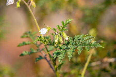 Red Buffalo-Bur Plant of the Species Solanum sisymbriifolium