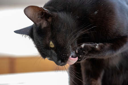 Feral domestic cat abandoned in cemetery with selective focusの写真素材