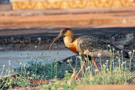 Buff necked Ibis of the species Theristicus caudatusの写真素材