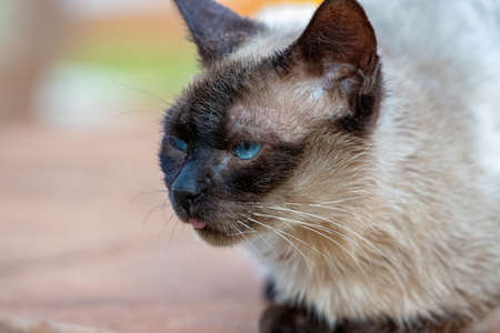 Feral domestic cat abandoned in cemetery with selective focusの写真素材