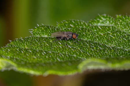Adult Brachyceran Fly of the Suborder Brachycera