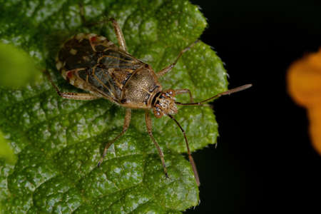 Adult Scentless Plant Bug of the Subfamily Rhopalinae