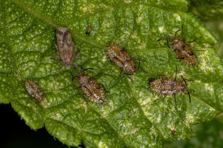 Small Lace Bug of the Family Tingidae