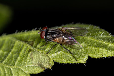 Adult House Fly of the species Musca domestica