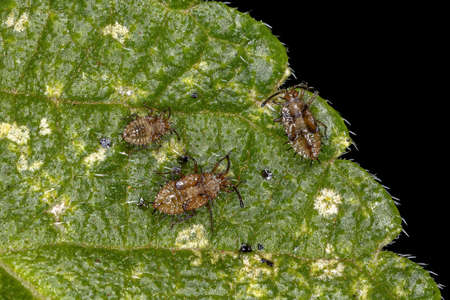 Small Lace Bug of the Family Tingidae