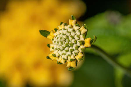 Flower of Common Lantana of the species Lantana camera with selective focus
