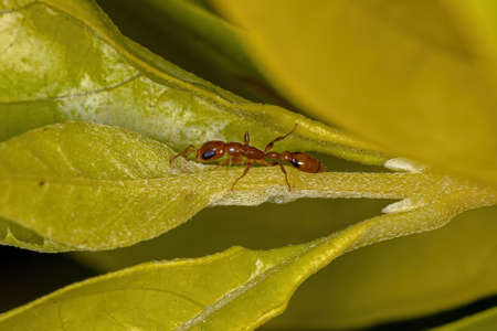 Adult Red Twig Ant of the Genus Pseudomyrmex
