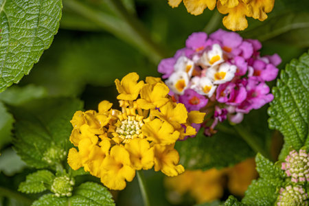 Flower of Common Lantana of the species Lantana camera with selective focusの写真素材