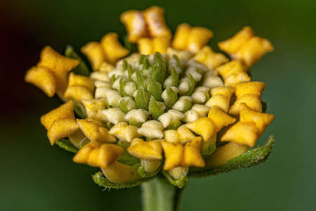 Flower of Common Lantana of the species Lantana camera with selective focusの写真素材