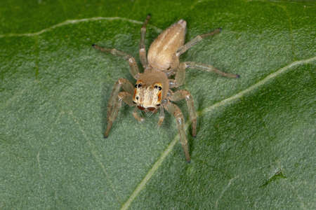 Small Jumping Spider of the Genus Chira