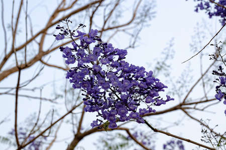 Blue Jacaranda Tree of the species Jacaranda mimosifolia with fruits flower and selective focusの写真素材