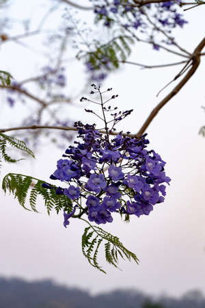 Blue Jacaranda Tree of the species Jacaranda mimosifolia with fruits flower and selective focusの写真素材