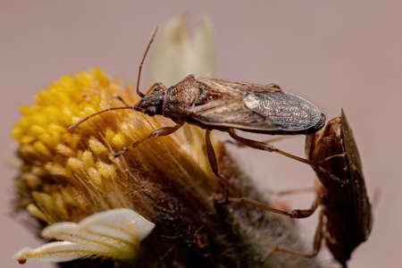 Adult True Bug of the Suborder Heteroptera