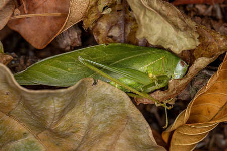 Dead Adult Leaf Katydid of the Subfamily Phaneropterinaeの写真素材