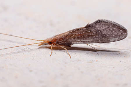 Adult Caddisfly Insect of the Order Trichopteraの写真素材