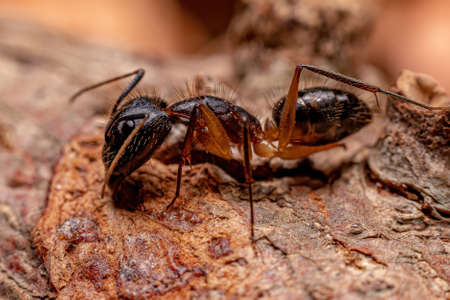 Adult Female Carpenter Ant of the genus Camponotusの写真素材